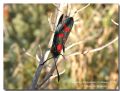 Zygaena filipendulae